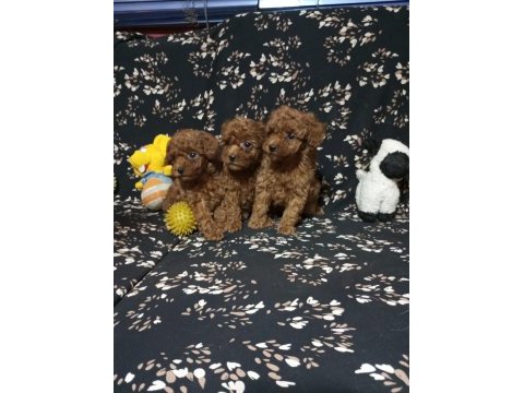 Toy poodle köpekler