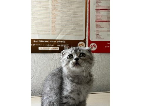 Scottish fold teslime hazır
