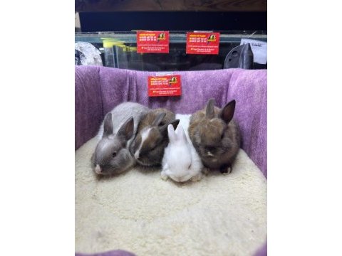 Cüce netherland dwarf tavşan yavrularımız