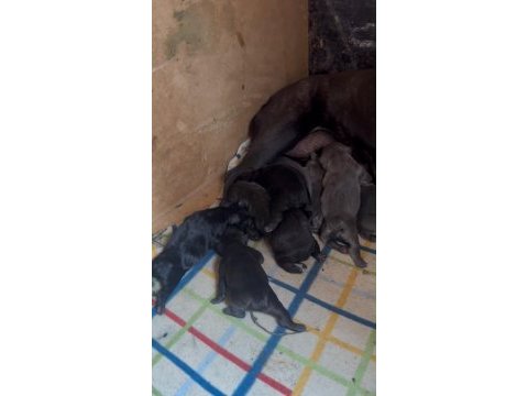 45 güne hazır french bulldog yavrular