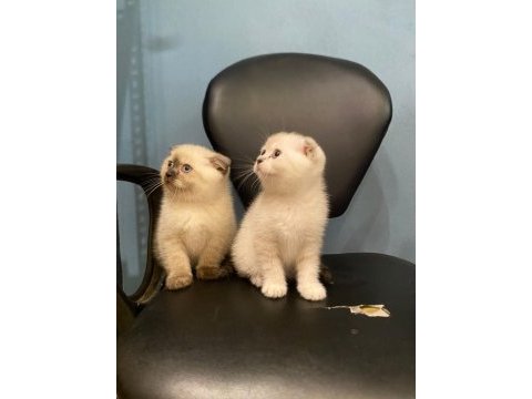 Scottish fold kediler