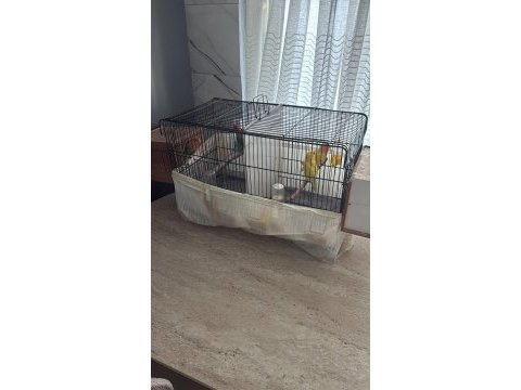 2 takım sürekli üreyen papağanımız