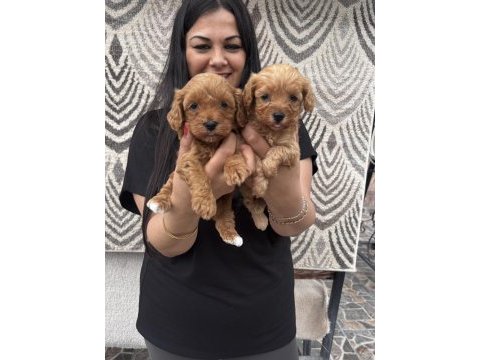 Ufacık maltipoo yavrularım