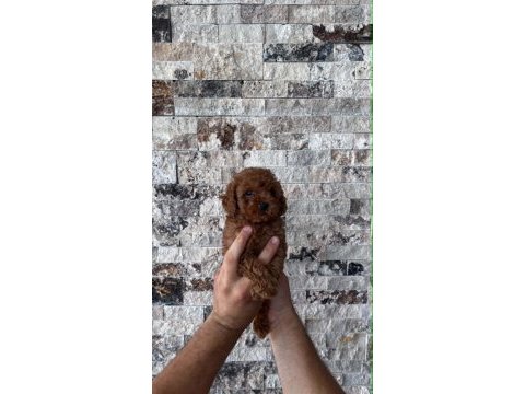Show cllas red brwon bebek yüz toy poodle yavrular