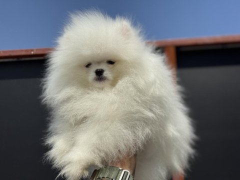 Petmode köpek çiftliğinde ziyarete açık pomeranian