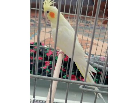 Hazır eş takım sultan papağanı