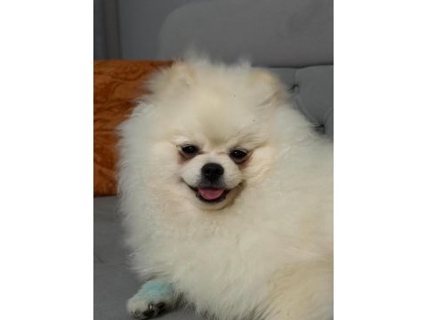 Erkek pomeranian boo