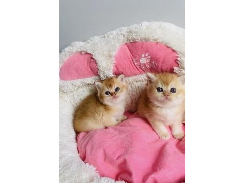 Değerinin altında show kalite golden british shorthair