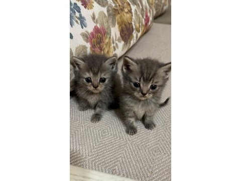 Safkan scottish fold bebekler