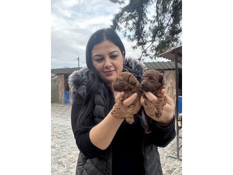 Ufacık toy poodle yavrularım