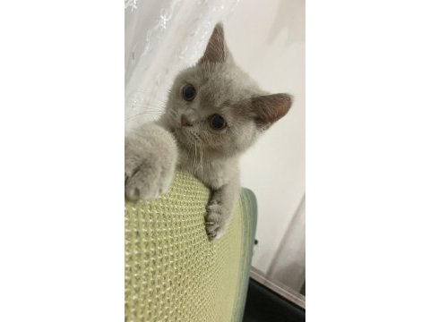 Detaylı bilgi için arayın british shorthair