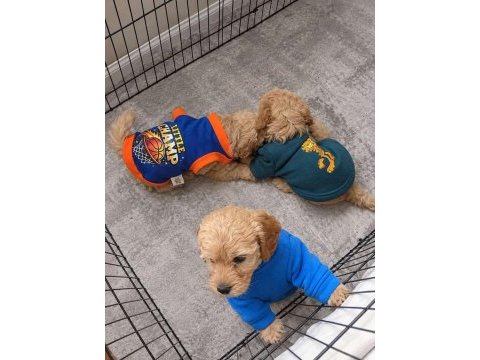 Dişi erkek tuvalet eğitimli maltipoo yavrular