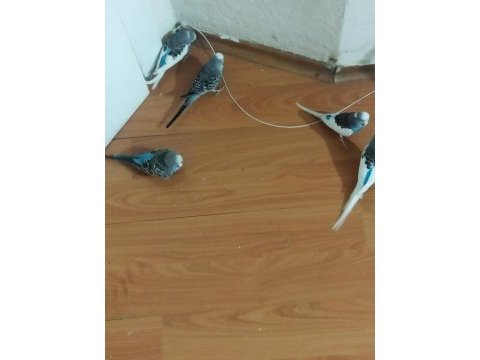 Damızlık muhabbet kuşu