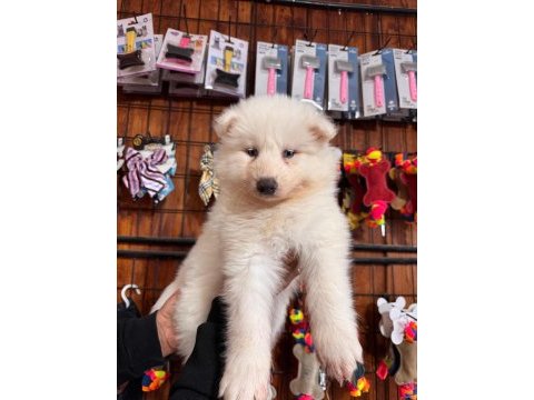 Mükemmel kalitede samoyed bebekler için acele edin