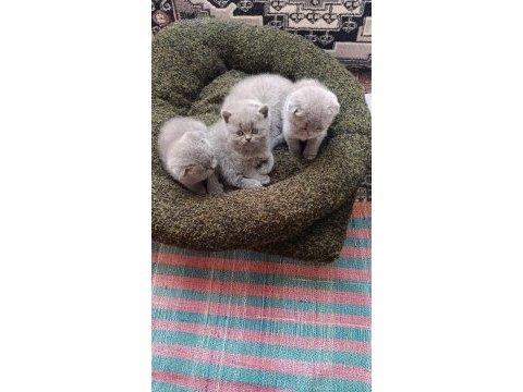 Scottish fold ve british shorthair blue yavrular