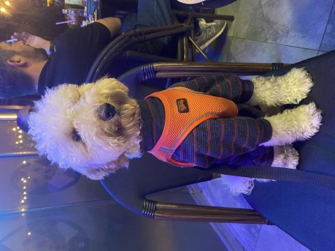 9 aylık poodle oğluma eş arıyorum