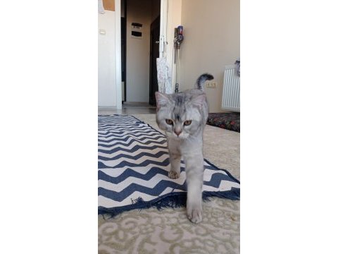 British shorthair kedime eş arıyorum