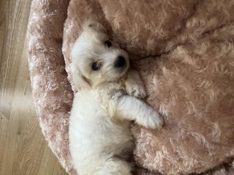Maltese 0 yavru