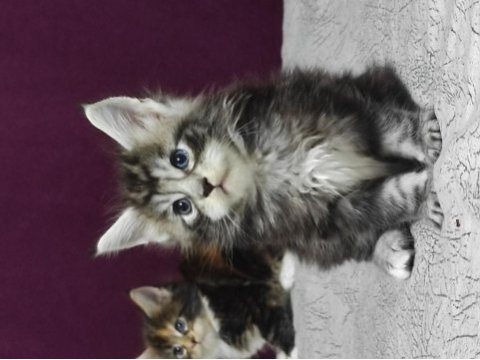 Gift of kings cattery maine coon yavrular