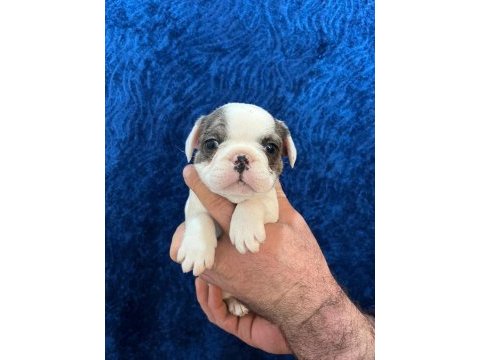 Dişi erkek fransız bulldog bebekler