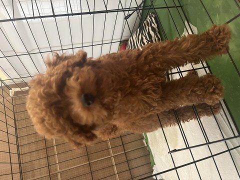 Toy poodle yavru 3 aylık erkek