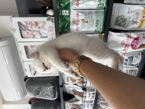 British longhair dişi erkek bebeklerimiz