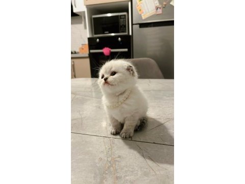 Minnoş scottish fold bebeklerimiz