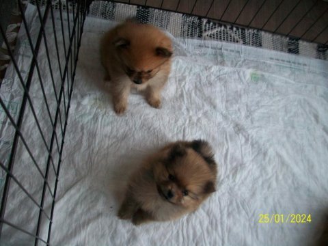 Pomeranian tecup 2 adet 1 aylık erkek yavrular