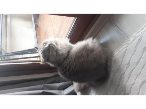 8 aylık lilac renkli erkek british longhair