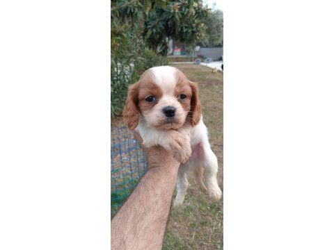 Cavalier king charles yavruları