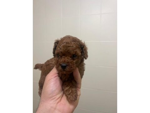Bizde hazırız poodle yavrular