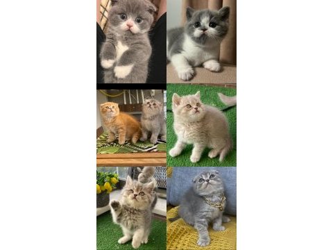 Scottish ve british shorthair show yavrular