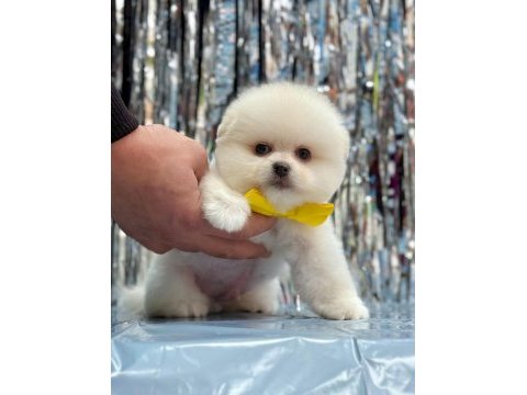 Pomeranian boo yavrularımız