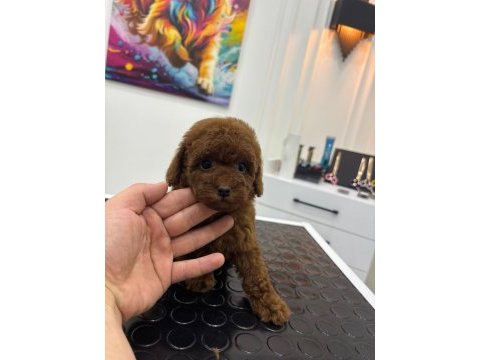 Özel kore kan toy poodle mini boy bebek surat
