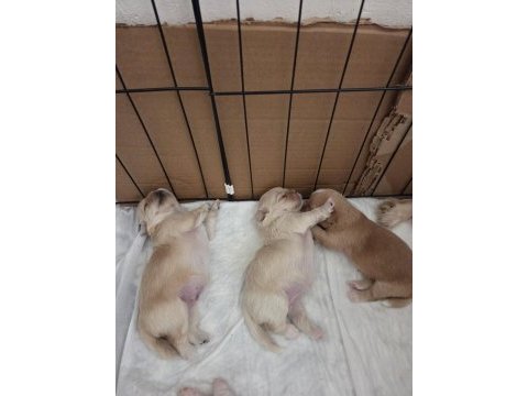 Yavru köpekler