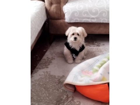 Maltese terrier 5 aylık