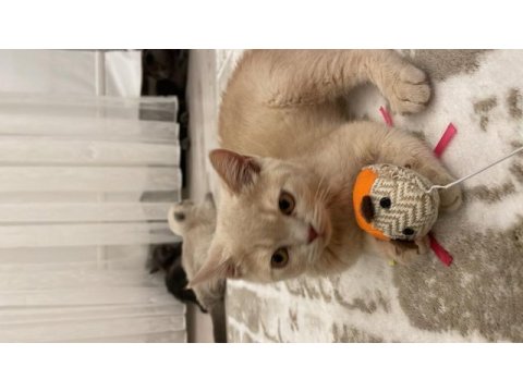 Russian blue 4 aylıktır
