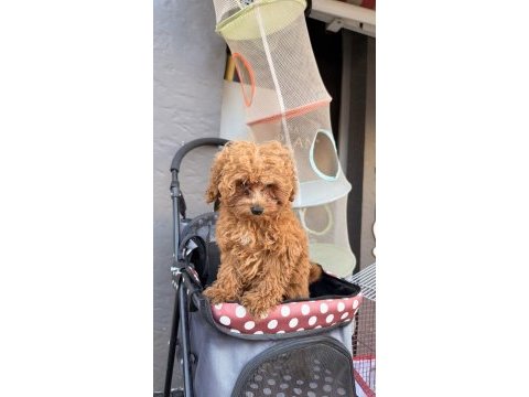 Bebek arabası ücretsiz toy poodle