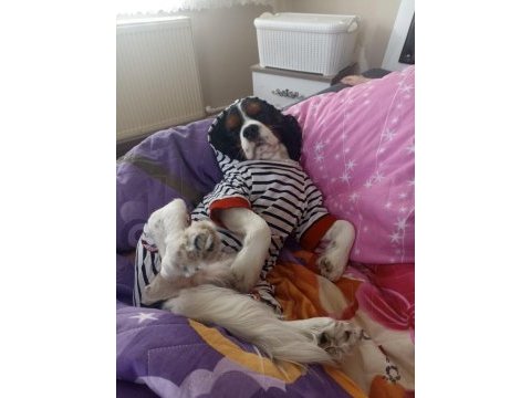 Cavalier king charles oğlumu sahiplendiriyorum