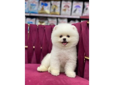 Orijinal yavru pomeranian boo