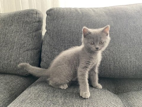 İri yapılı safkan scottish fold