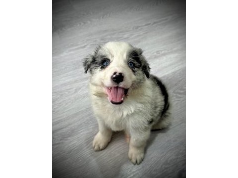 Evde büyüyen kalite kan hattı safkan eğitimli köpekler