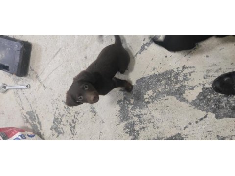 Safkan rus finoları takım dişi erkek kızıl ve siyah