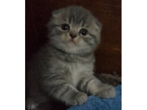 Bı lokma aşk scottish fold