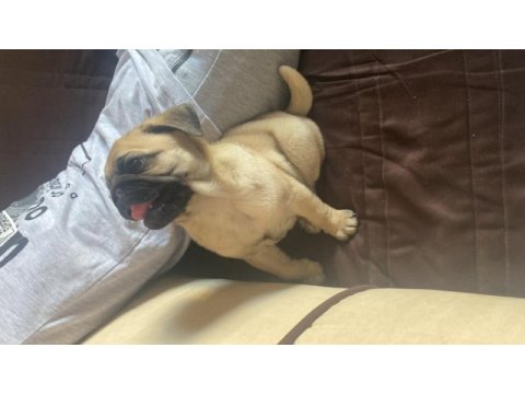 Tatlı pug 2 aylık
