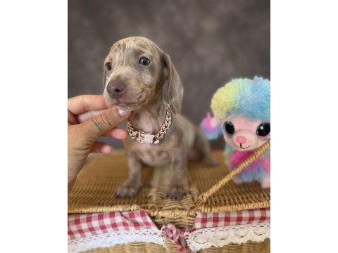 Mavi gözlü dachshund yavruları