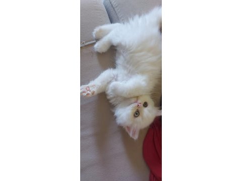 2 aylık chinchilla oğlum