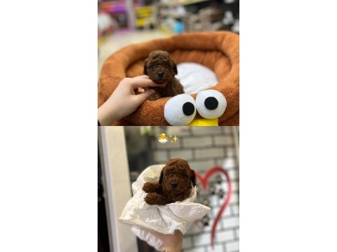 Toy poodle bebekler orijinal ırk garantili