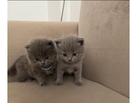 1,5 aylık british longhair ve british shorthair