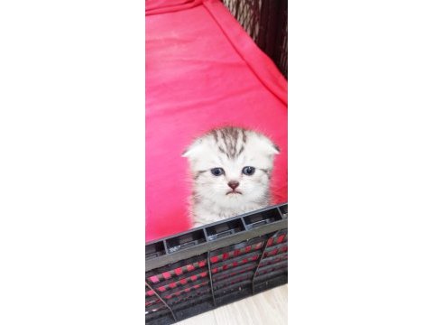 Minik kedilerim